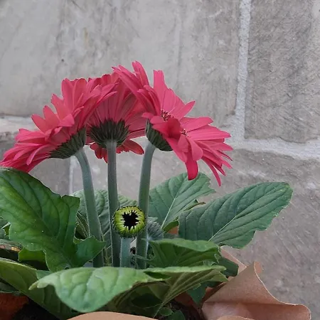 Farm stay L'aira Ecchia - Ospitalita Rurale